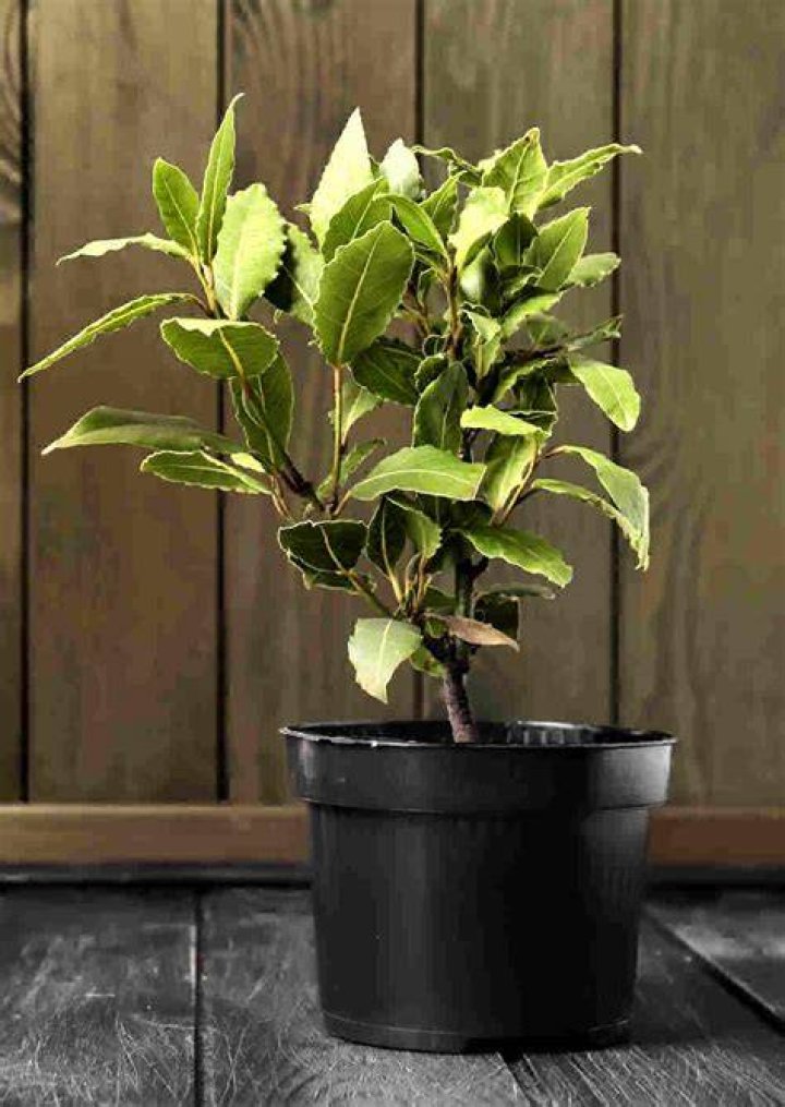 BayLeaf
